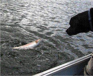 fishing 4